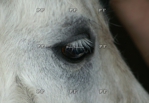 Pferd Auge 95