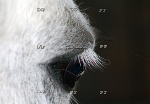 Pferd Auge 096