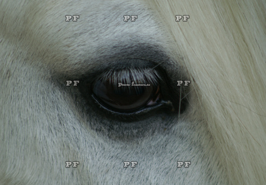 Pferd weiß Auge Mähne nah BNR 86