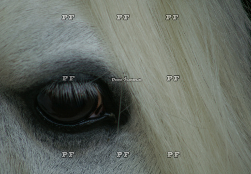 Pferd weiß Auge Mähne nah BNR 88