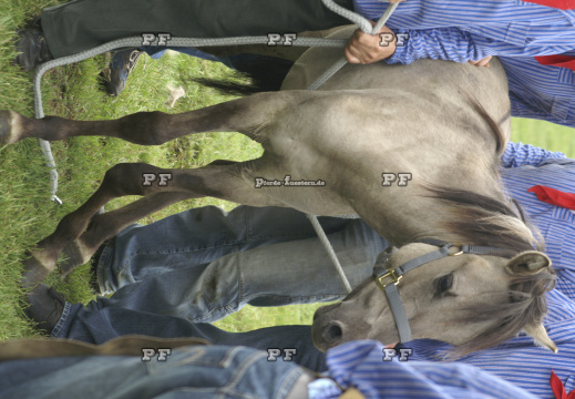 Dülmen Wildpferdefang verletztes Pferd karpaltunnel 159