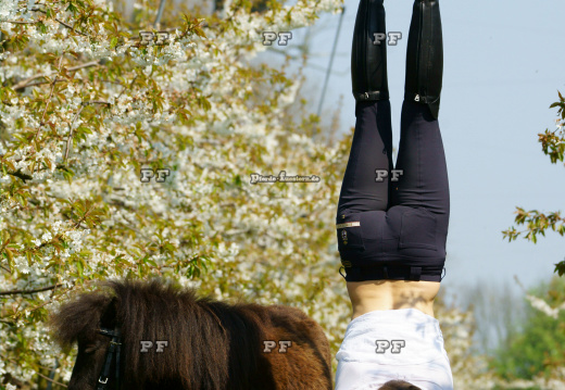 Gymnastik mit Pony DSC06956