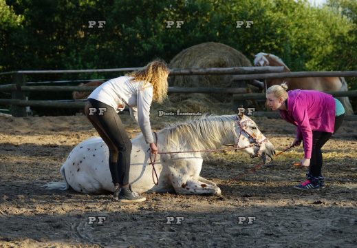 Pony Training + Zirzensik 11-  (12)