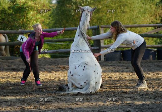 Pony Training + Zirzensik 11-  (10)