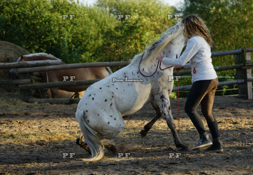 Pony Training + Zirzensik 11-  (7)