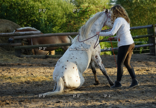 Pony Training + Zirzensik 11-  (6)