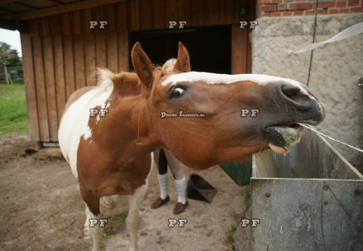 Elektrozaun Pferd beißt rein Humor 11 -PF  (2)