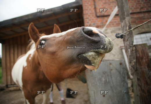 Elektrozaun Pferd beißt rein Humor 11 -PF  (1)