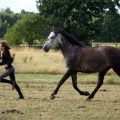 Mädchen Pferd Weide spielen Gefahr PICT0167