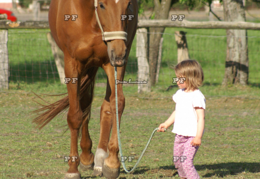 Kleinkind Mädchen führt Pferd 24