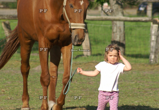 Kleinkind Mädchen führt Pferd 25