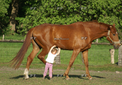 Kleinkind Mädchen führt Pferd 27