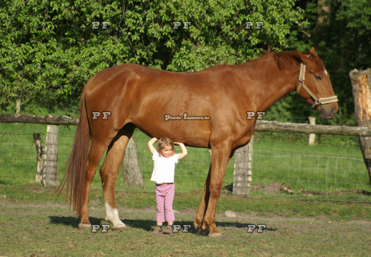 Kleinkind Mädchen führt Pferd 33