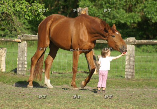 Kleinkind Mädchen führt Pferd 43