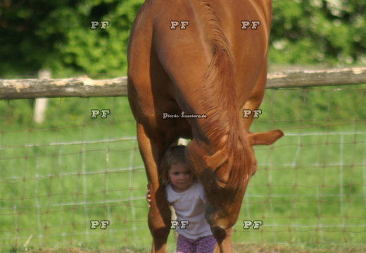 Kleinkind Mädchen führt Pferd 49