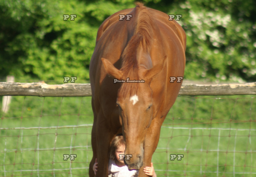Kleinkind Mädchen führt Pferd 51