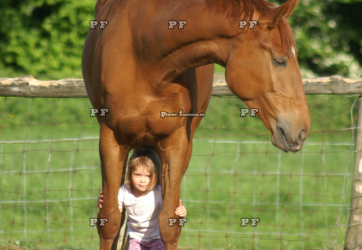 Kleinkind Mädchen führt Pferd 54