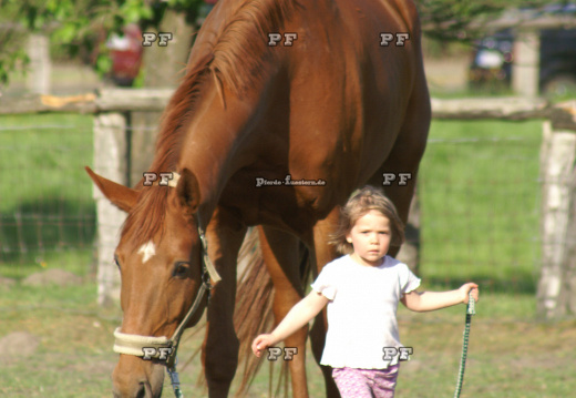 Kleinkind Mädchen führt Pferd 0016