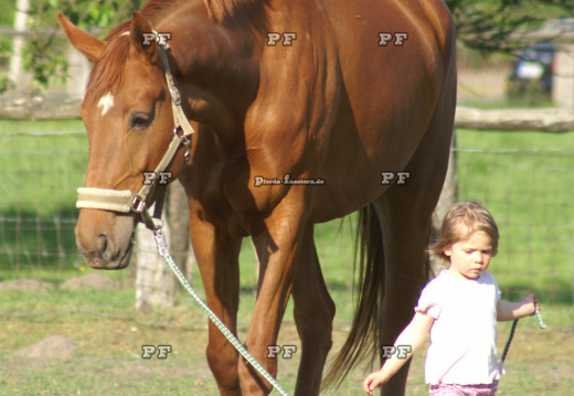 Kleinkind Mädchen führt Pferd 18