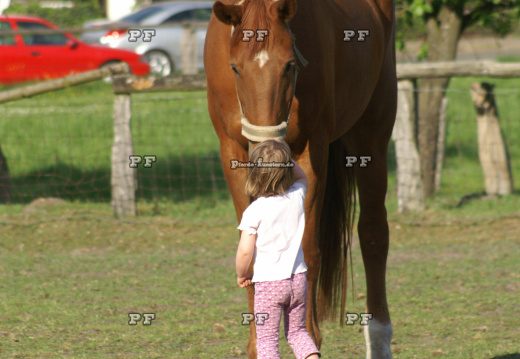 Kleinkind Mädchen führt Pferd 20