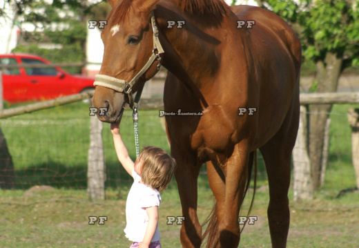 Kleinkind Mädchen führt Pferd 0022