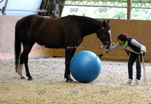 Pferd Gymnastikball Reithalle Training 11- (4)