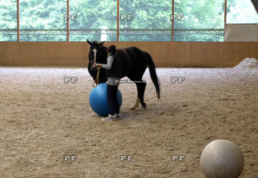 Pferd Gymnastikball Reithalle Training 11- (5)