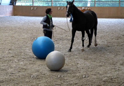 Pferd Gymnastikball Reithalle Training 11- (6)