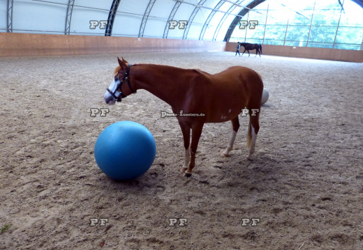 Pferd Gymnastikball Reithalle Training 11- (7)