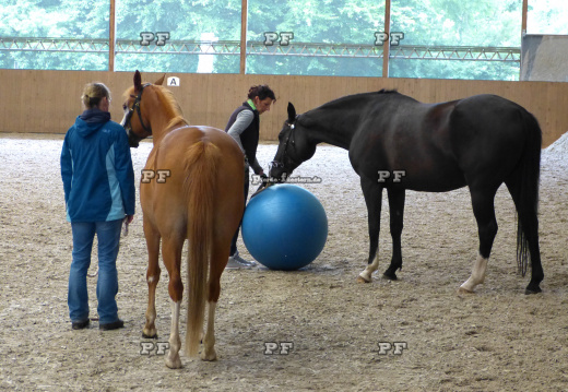 Pferd Gymnastikball Reithalle Training 11- (1)