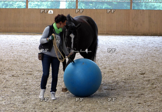Pferd Gymnastikball Reithalle Training 11- (2)
