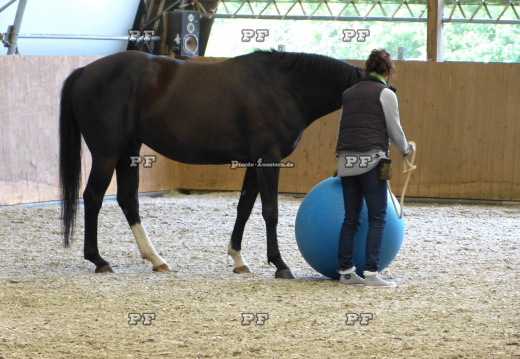 Pferd Gymnastikball Reithalle Training 11- (3)