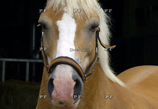 Pferd Ohrenschützer Deutschlandfarben