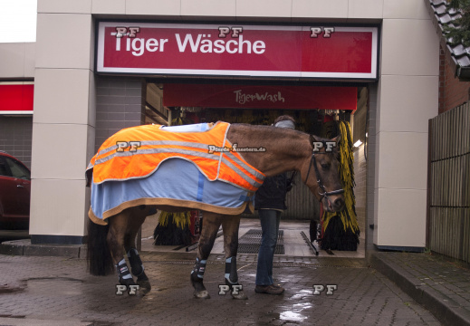 Pferd Waschanlage Tigerwäsche 009