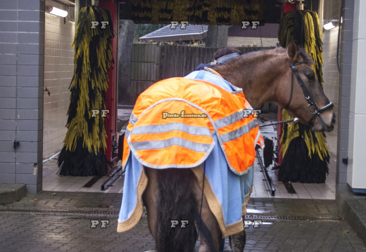 Pferd Waschanlage Tigerwäsche 006