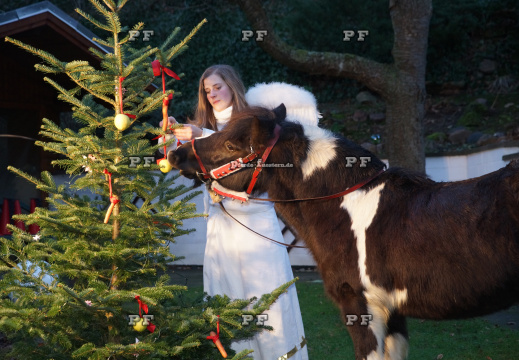 Pony  Blitz Weihnachtsbaum 4070 (2)