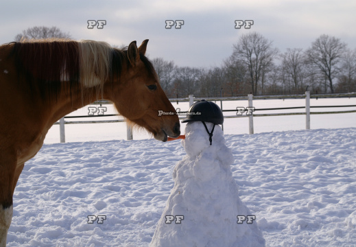 Pferd Winter Schneemann Möhre Humor   (2)