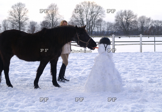 Pferd Winter Schneemann Möhre Humor   (3)