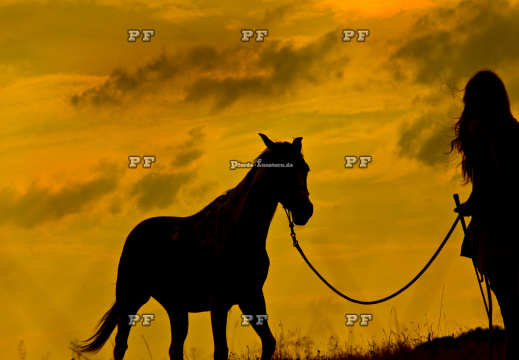 Pferd Sonnenuntergang Schatten 3