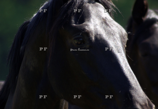 Pferd Kopf schwarz nah Mimik 0025